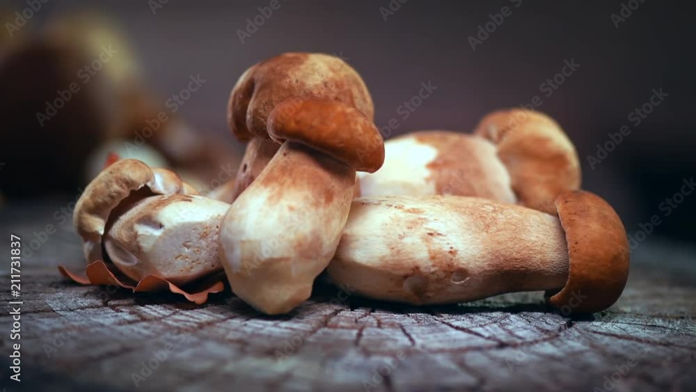 Ceps mushroom. Boletus closeup on wooden rustic table. Rotation 360 degrees. 4K UHD video 3840X2160 Ceps mushroom. Boletus closeup on wooden rustic table. Rotation 360 degrees. 4K UHD video 3840X2160