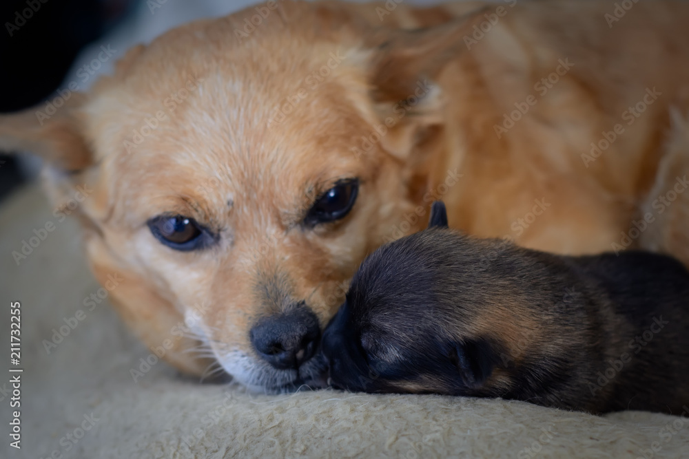 Newborn puppy with mother. The concept of maternal instinct. Newborn puppy with mother. The concept of maternal instinct.