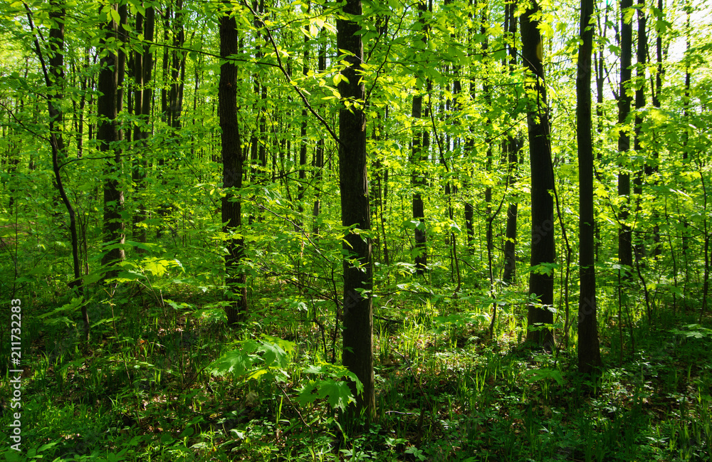 Forest trees. nature green wood sunlight backgrounds Forest trees. nature green wood sunlight backgrounds
