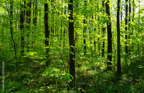 Forest trees. nature green wood sunlight backgrounds