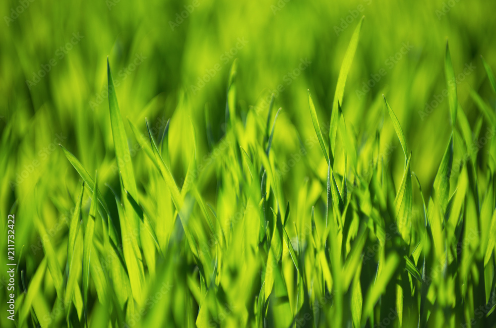 Obraz premium green grass background with selective focus