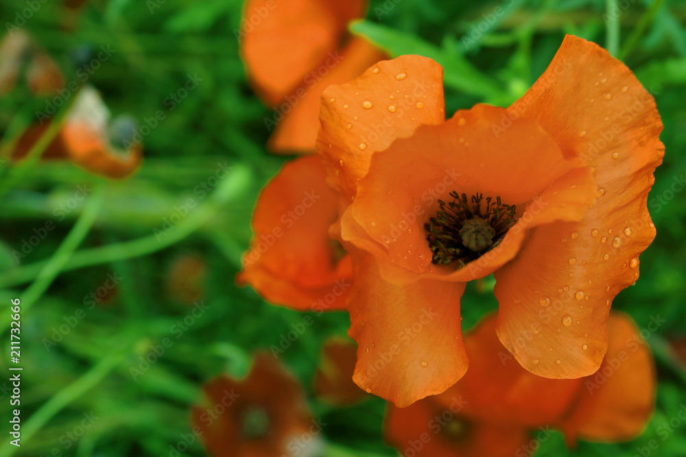 Naklejka premium field of red poppies
