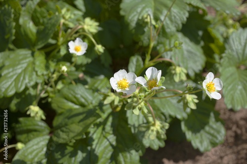 strawberries blooming in a private garden