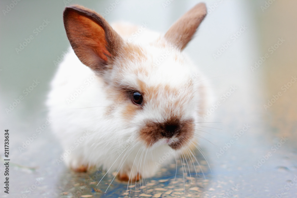 White rabbit on the glass, close-up White rabbit on the glass, close-up