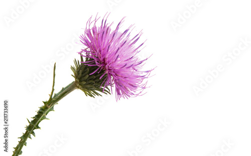 Fototapeta Naklejka Na Ścianę i Meble -  Thistle flower isolated