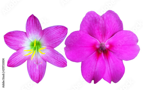  pink orchid isolated on white © songkran