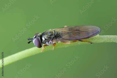 Hoverfly, also called flower fly and syrphid fly photo