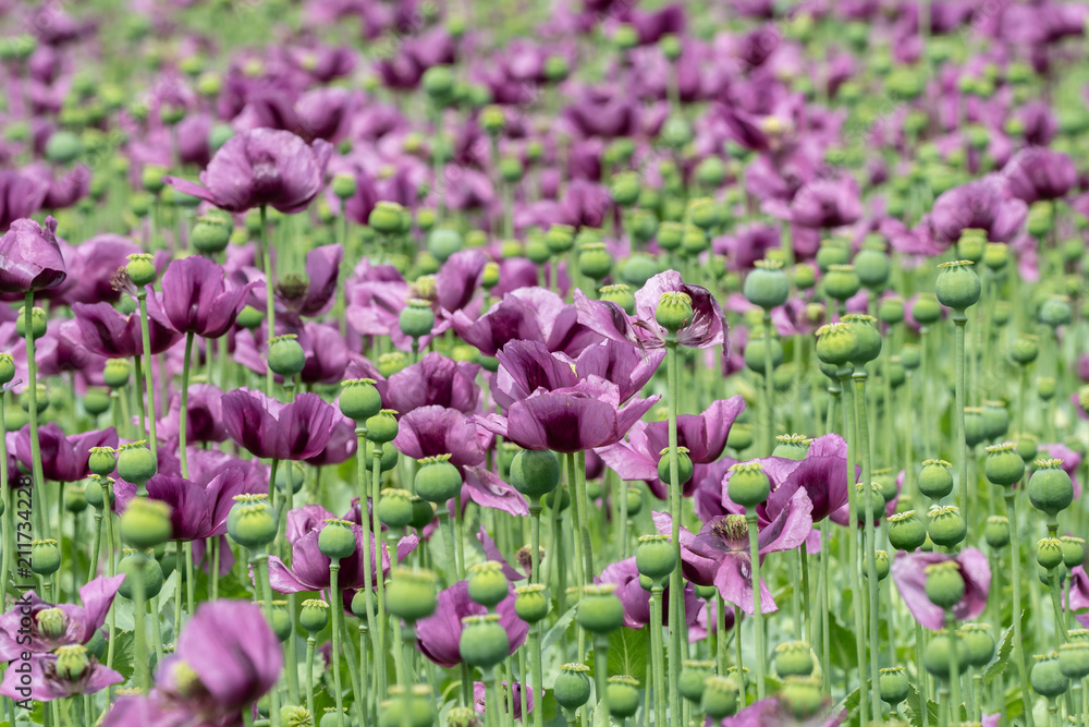 Purple poppy blossoms in a field. (Papaver somniferum). Poppies, agricultural crop.