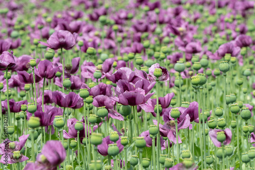 Purple poppy blossoms in a field. (Papaver somniferum). Poppies, agricultural crop. © Lubos Chlubny