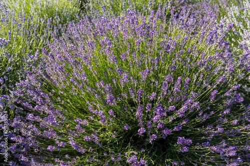Fototapeta Naklejka Na Ścianę i Meble -  Garden with the flourishing lavender