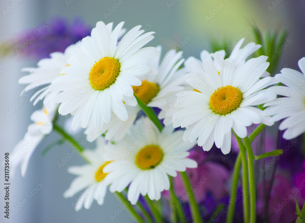 Obraz premium summer flowers camomile blossoms on meadow