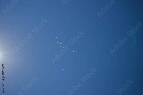 Volo di uccelli gabbiani nel cielo azzurro