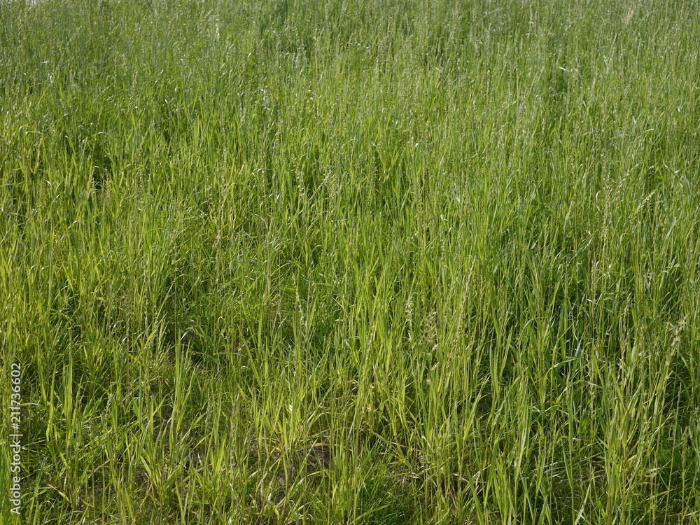 Obraz premium Grünes Gras