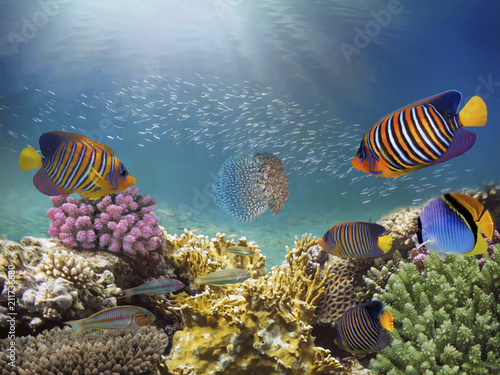 Beautiful colorful coral reef and tropical fish underwater