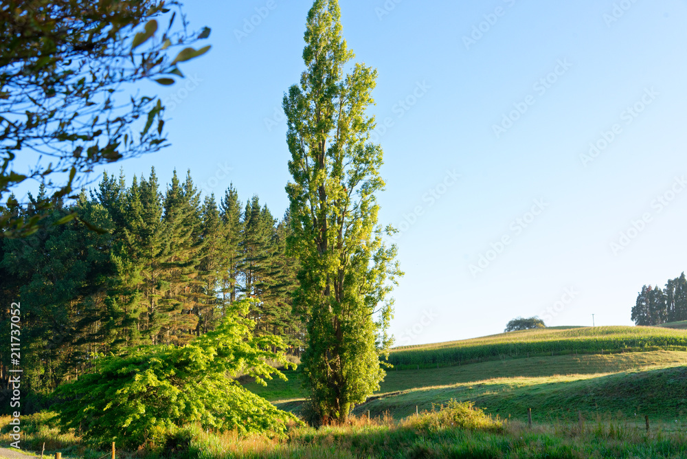 Rural scene in Waikato, New Zealand Rural scene in Waikato, New Zealand