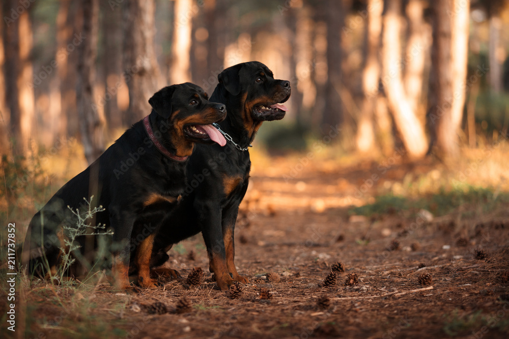 two Rottweiler dogs sitting together in a beautiful forest