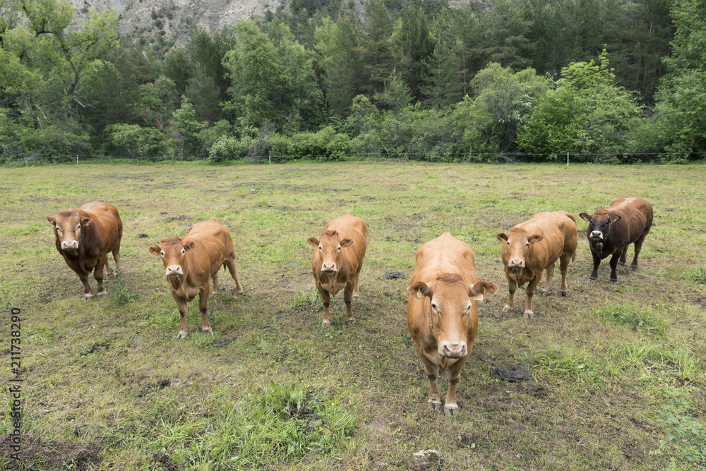 limousin cows and bull in countryside meadow of haute provence in france near barcelonnette in french alps