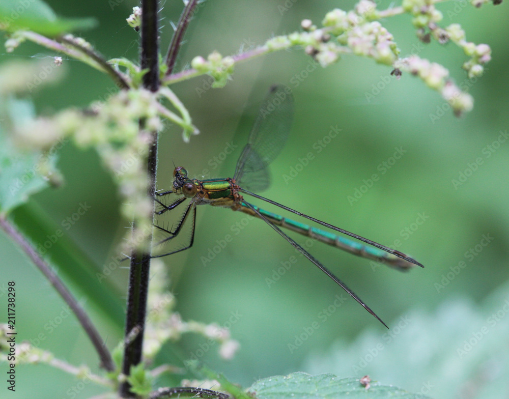 Chalcolestes viridis, formerly Lestes viridis, Its common name is the willow emerald damselfly or the western willow spreadwing Chalcolestes viridis, formerly Lestes viridis, Its common name is the willow emerald damselfly or the western willow spreadwing