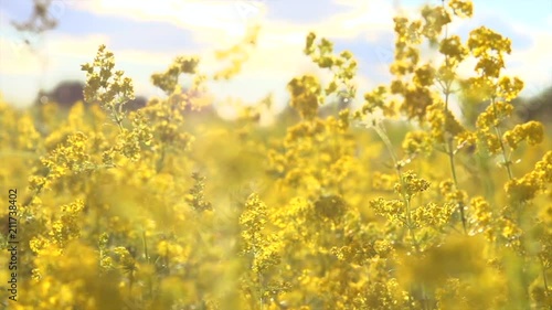 Meadow with blooming yellow wild flowers. Blooming canola field. Rape on the field in summer. Colza. Slow motion 4K UHD video 3840X2160