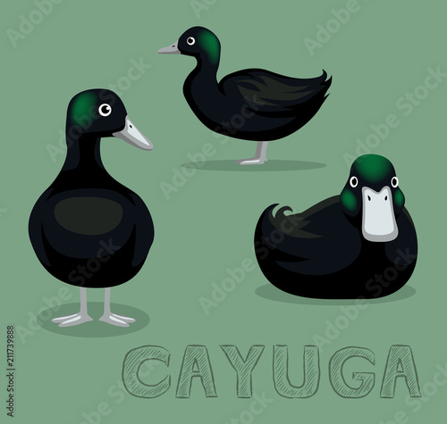 Duck Cayuga Cartoon Vector Illustration