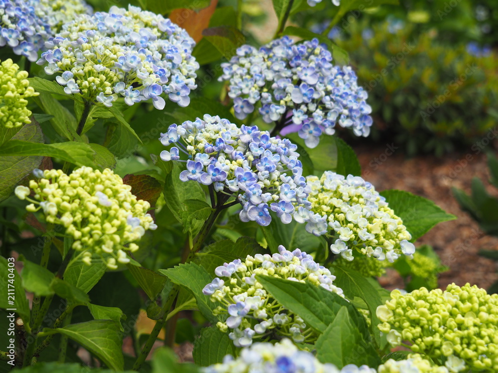 Hydrangea macrophylla 'Ayesha' - hortensia, mophead, bigleaf, French, lacecap hydrangea. Hydrangea macrophylla 'Ayesha' - hortensia, mophead, bigleaf, French, lacecap hydrangea.