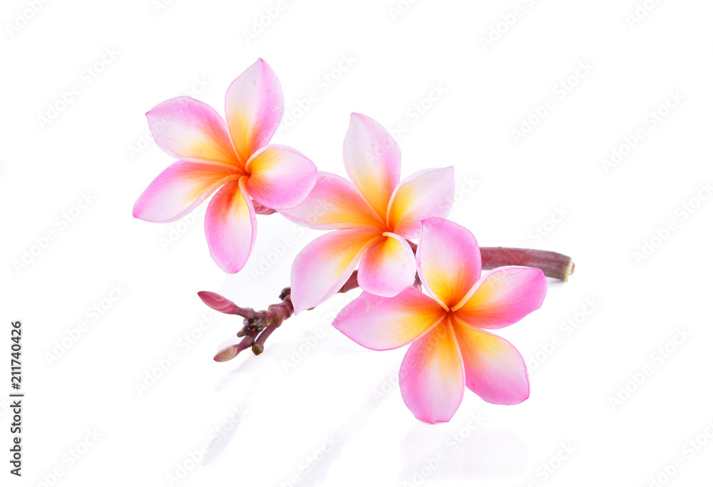 frangipani flower isolated on white background frangipani flower isolated on white background