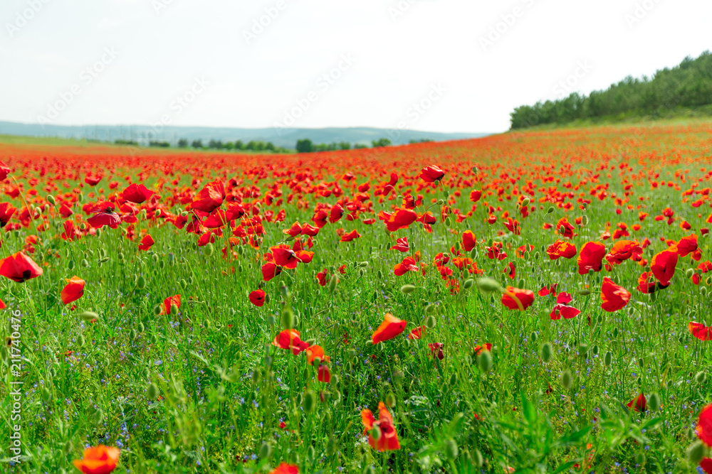 red poppy flowers in a field background