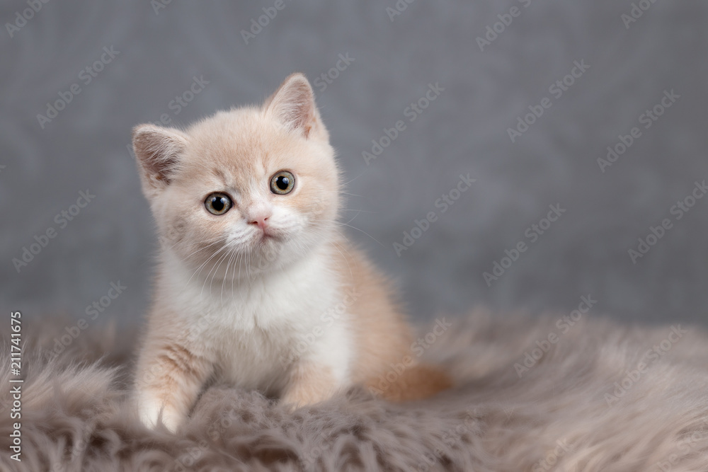 Niedliches BKH Kitten in creme-white - Britisch Kurzhaar Kater