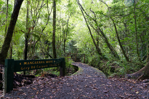 Lush green forest in New Zealand photo