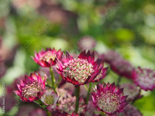 Astrantia major 'Moulin Rouge' - great masterwort