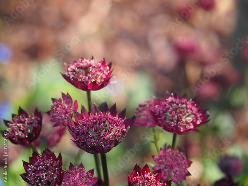 Astrantia major 'Moulin Rouge' - great masterwort