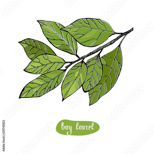 Bay Laurel or Laurus nobilis, vintage engraved illustration.