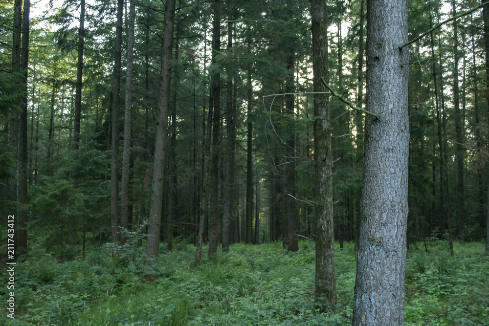 A dense coniferous forest. Beautiful forest landscape. A dense coniferous forest. Beautiful forest landscape.