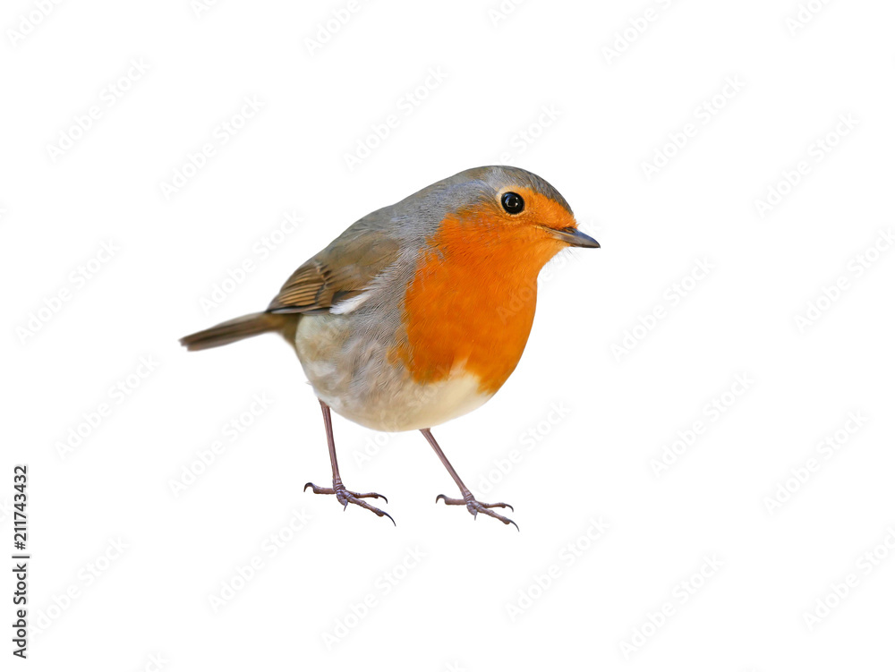 Robin (Erithacus rubecula) isolated on white background Robin (Erithacus rubecula) isolated on white background