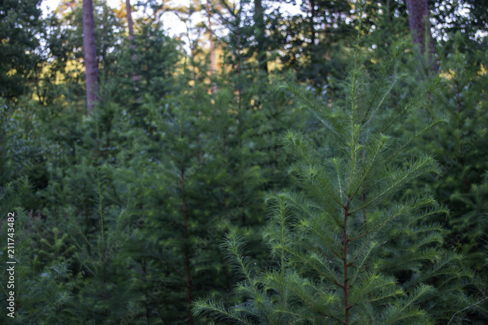 Fototapeta premium Young pine trees in the summer forest.
