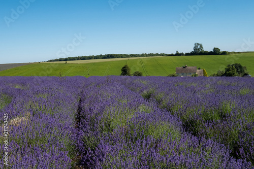 Views of lavender fields on a flower farm in the Cotswolds, in Snowshill Worcestershire UK. The lavender is planted in rows. Photographed on a sunny day in mid summer.