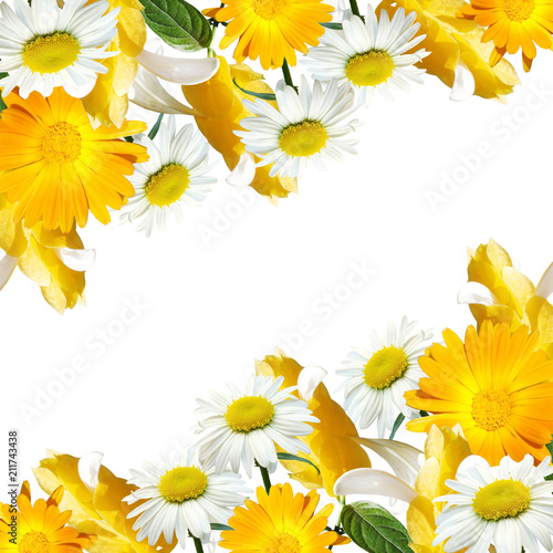 Fototapeta Naklejka Na Ścianę i Meble -  Beautiful floral background of pachystachys, chamomile and calendula