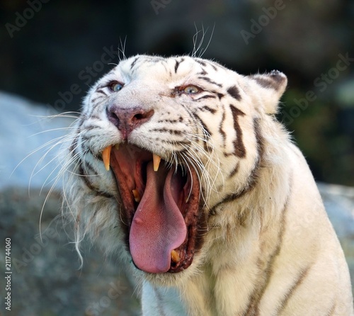White tiger open mouth