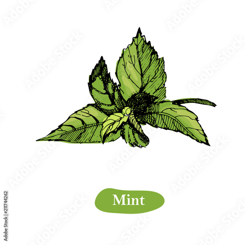 Mint vector drawing illustration, isolated on the white background. Herbal engraved style illustration