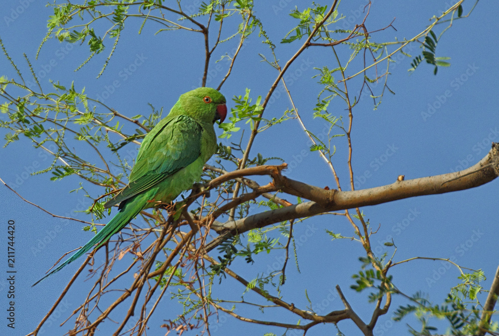 Rose Ringed Parakeets are pretty but sadly being poached all over the country. The population is on decline due to the reason. They occur all over the country Rose Ringed Parakeets are pretty but sadly being poached all over the country. The population is on decline due to the reason. They occur all over the country