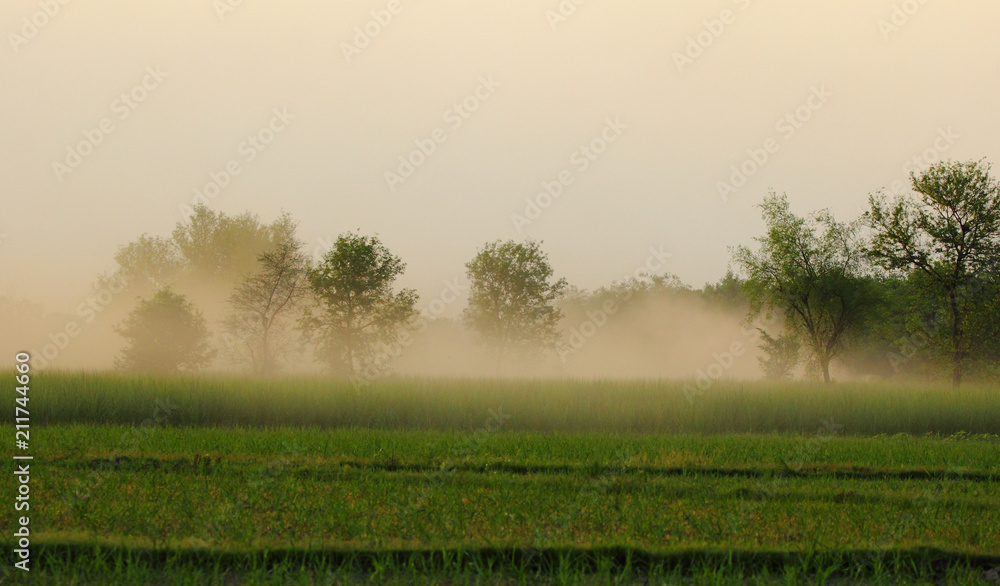 Early morning in a village at Punjab, Pakistan. The air was fresh and mist was on ground 