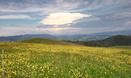 Floral summer meadow in Zlatibor mountain