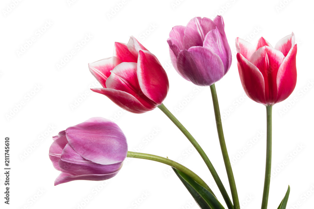 Beautiful pink and lilac tulip flower isolated on a white background Beautiful pink and lilac tulip flower isolated on a white background