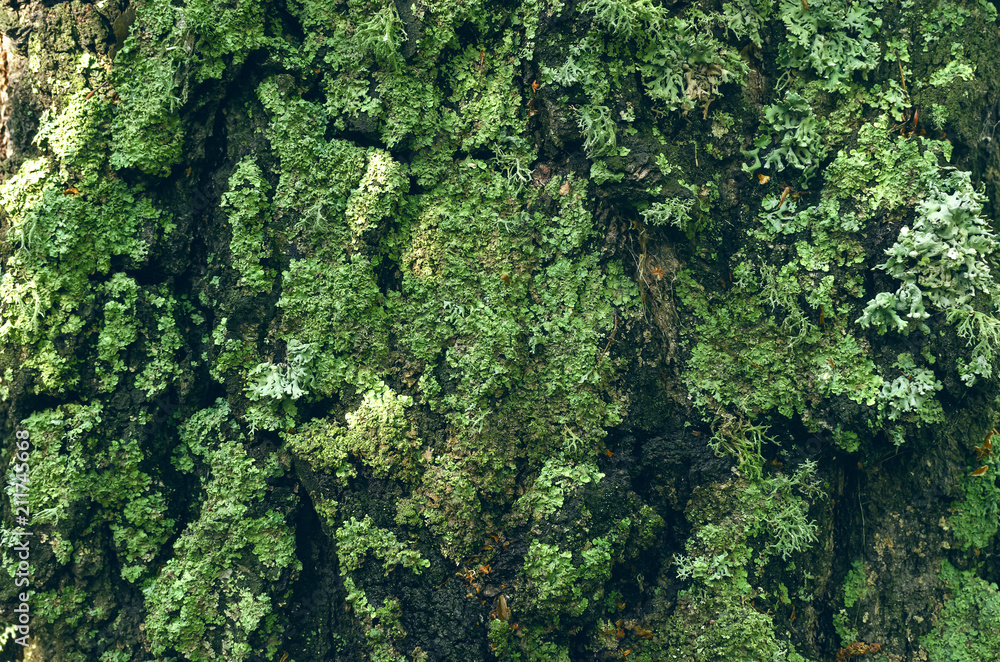 Mossy birch bark texture background. Close up photo. Mossy birch bark texture background. Close up photo.