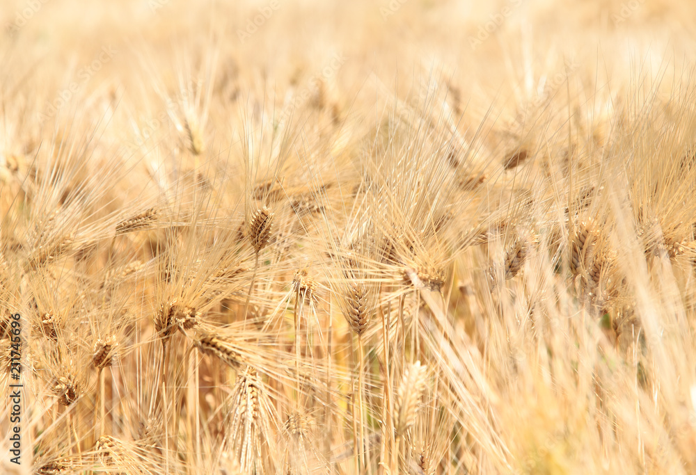 Fototapeta premium Barley ears on field