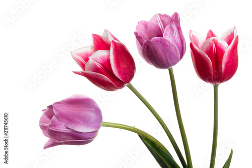 Beautiful pink and lilac tulip flower isolated on a white background