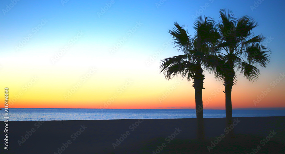 Palm Tree on The Beach