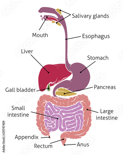 Human Digestive System Gut Gastrointestinal Tract photo