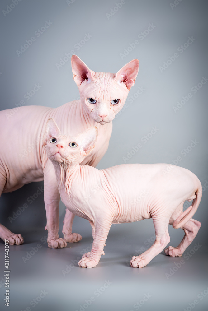 Sphynx Canadian hairless kitten with his daddy on grey background, studio photo.