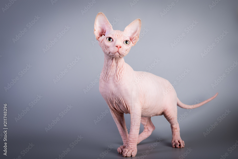 Sphynx Canadian hairless kitten on grey background, studio photo.
